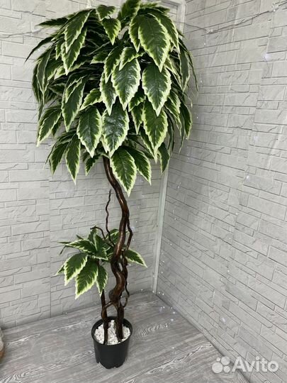 Манго дерево