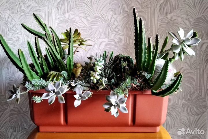 Большой кактус