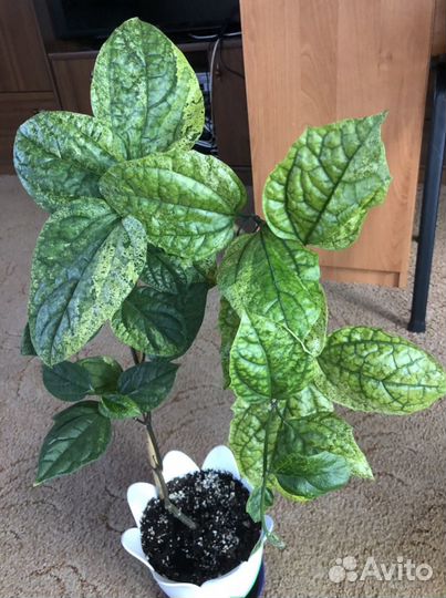 Клеродендрум Томпсона вариегатный