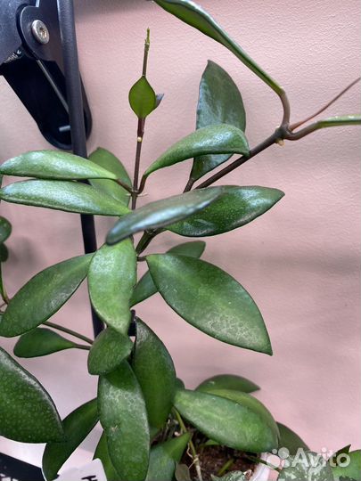 Хойя эллиптика сплэш,матильда,Лакуноза силь,давида