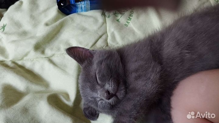 Отдам котенка в добрые руки