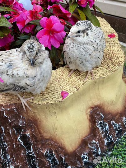 Инкубационное яйцо перепелов Феникс