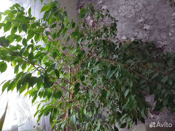 Фикус бенджамина большой