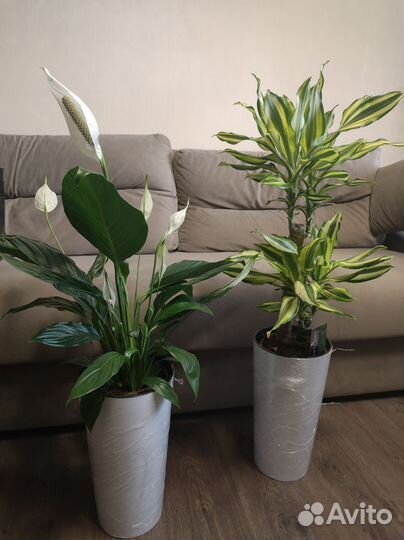 Спатифиллум драцена растения для дома и офиса