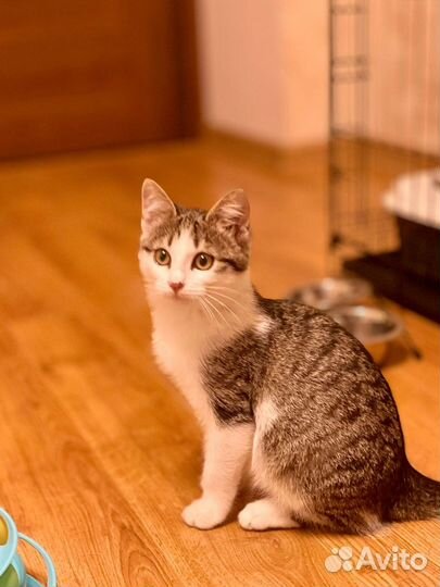 Котенок девочка в добрые руки 3,5 месяца