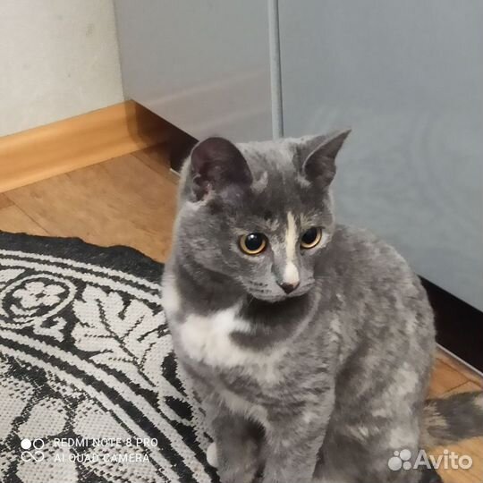 Кошечка София