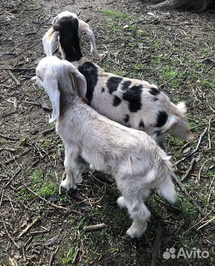 Продаются козлята, козы. Случка. Козье молоко