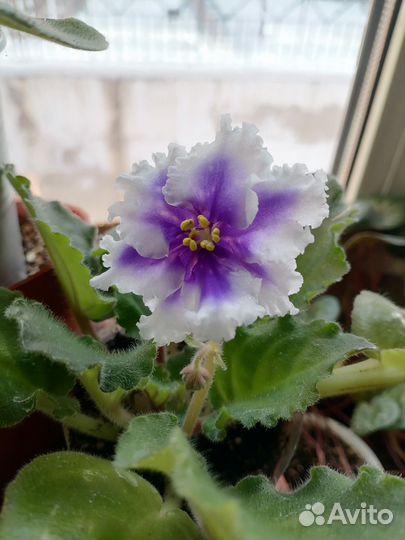 Фиалка Рождество