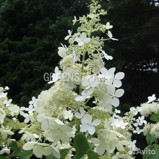 Гортензия метельчатая Brussels Lace