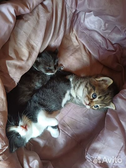 Котята в добрые руки даром