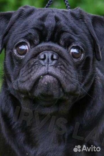 Мопс вязка мальчик