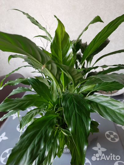 Редкие спатифиллумы