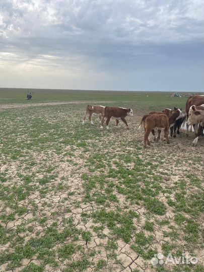 Коровы с телятами