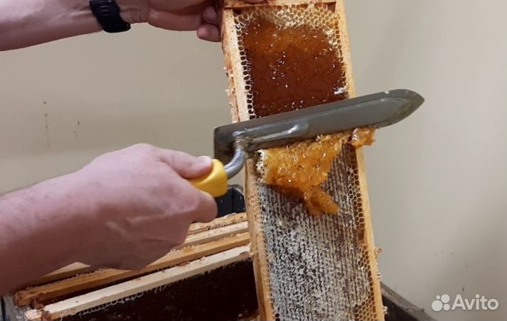 Мёд из Алтая опт