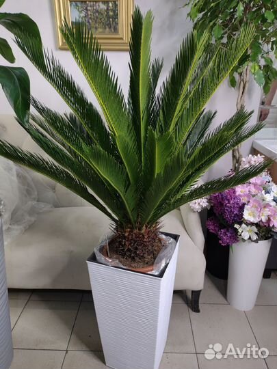 Пальма цикас огоромный100 см