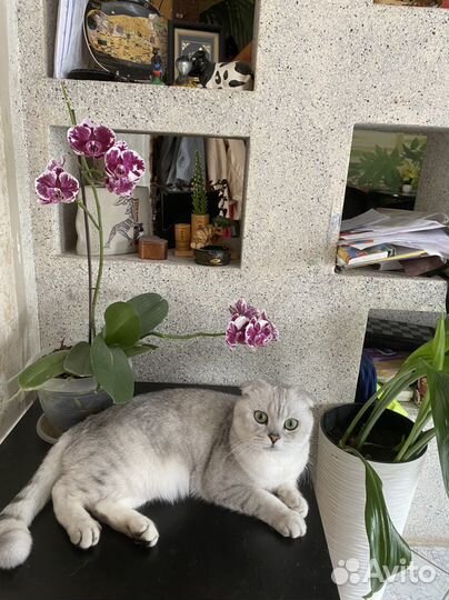 Передержка собак и кошек