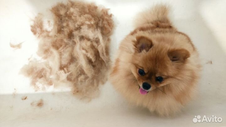 Шерсть пух шпица