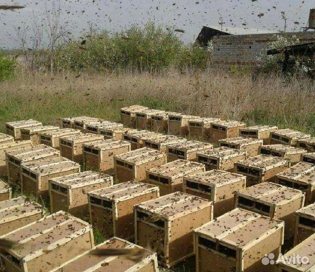 Пчёлы: Карника, Бакфаст / Улья