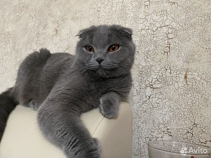 Отдам в добрые руки кошечку