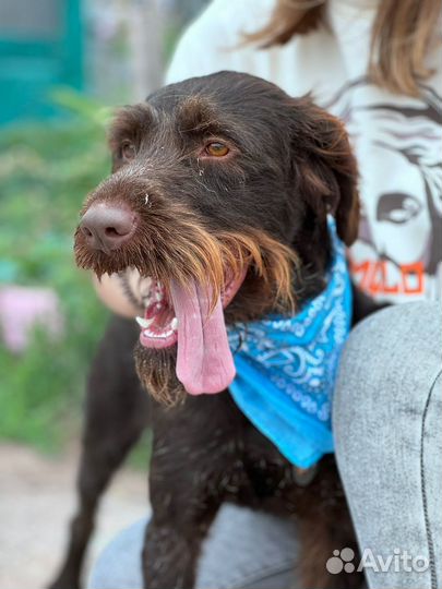 Собака ищет дом