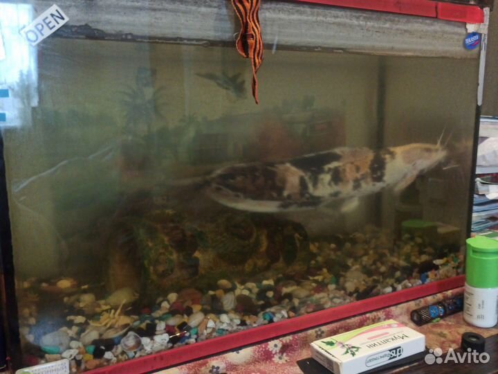 Аквариум
