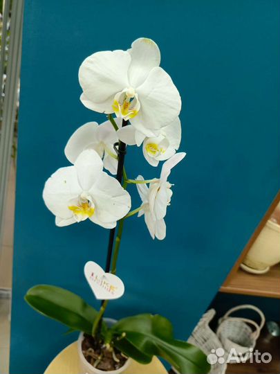 Орхидея фаленопсис