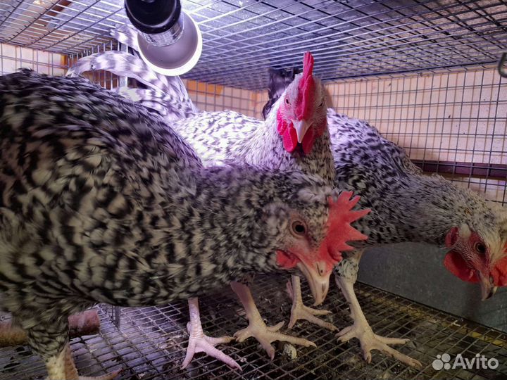 Петушки молодые