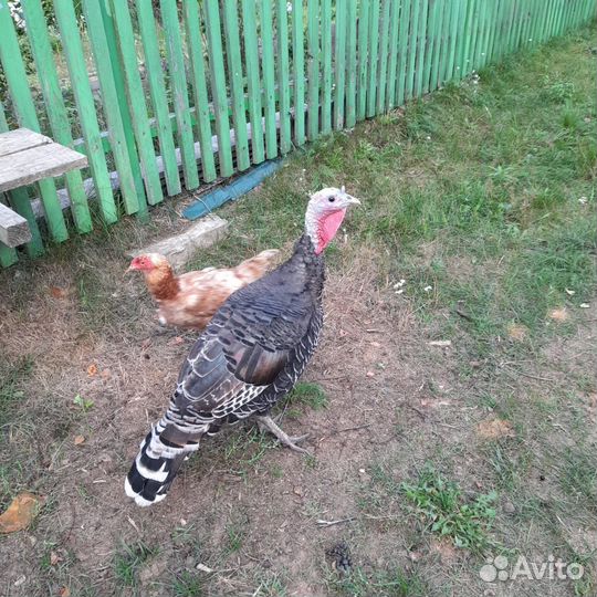 Индюк белый широкогрудый