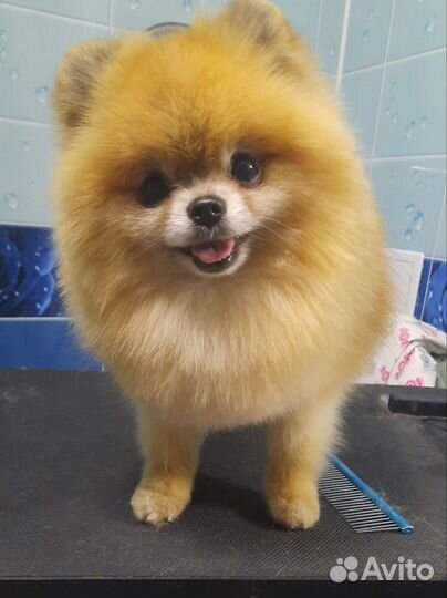 Стрижка (груминг) собак и кошек, Русановская ул