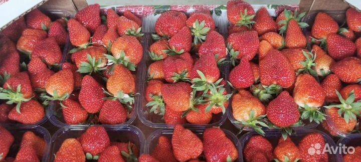 Клубника оптом