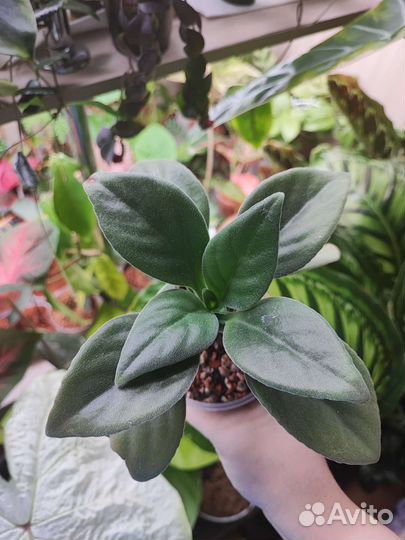 Биркин и хирита Aiko