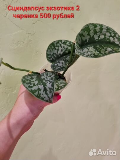 Сциндапсус пиктус экзотика
