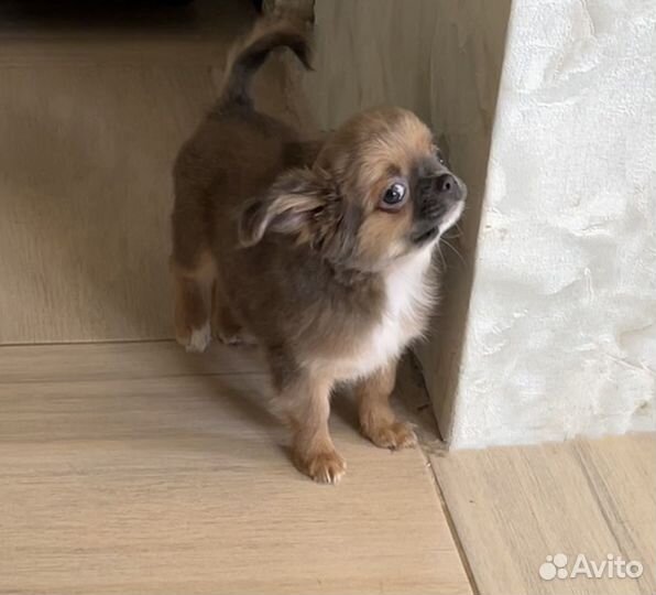 Мальчик чихуахуа