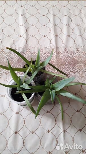 Алоэ вера и циндапсус золотые