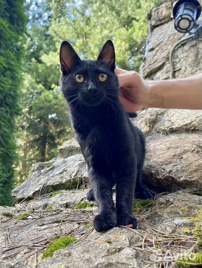 Черный котенок девочка в дар