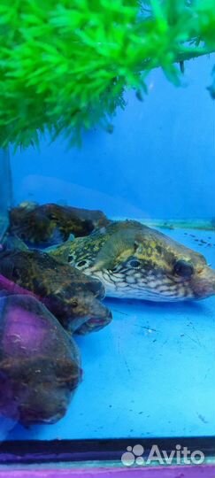 Мурена,крабы радужные и многое другое