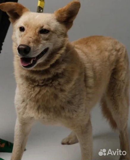 Имбирь, в добрые руки