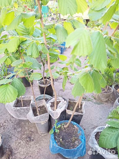 Фундук крупный, сорт 4219