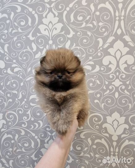 Померанский шпиц мальчик и девочка