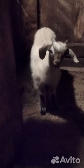 Продам нубийского козлика