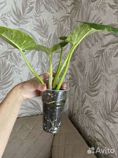 Филодендрон гигантум вариегатный