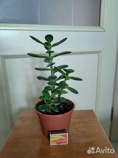 Красула толстянка