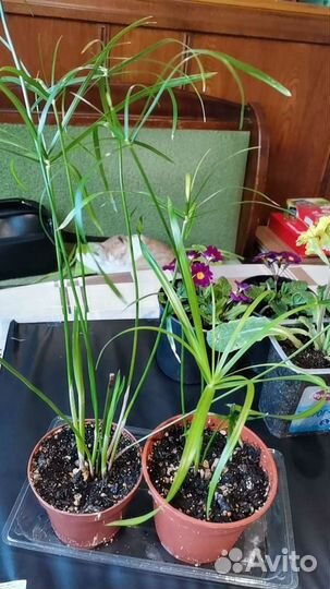 Комнатные цветы и садовые