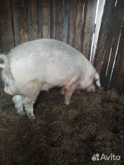 Продам борова