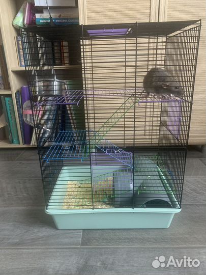 Декоративная крыса дамбо