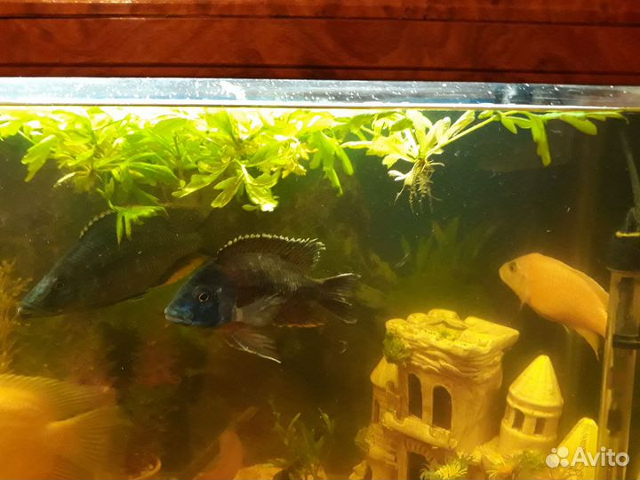 Аквариумная рыбка