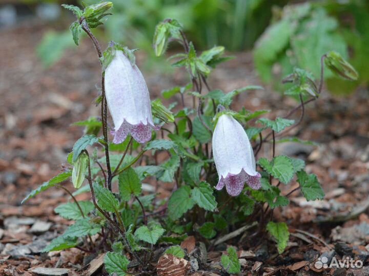 Ива нана, козья ива, Кампсис, колокольчик