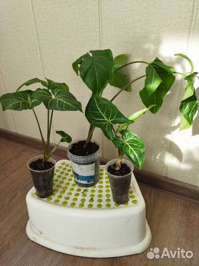 Сингониум. Укоренённые детки