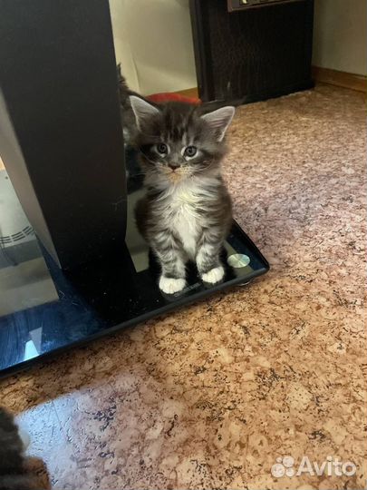 Котята мейн-кун