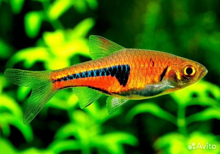 Расбора Эспеи (арт 2046)